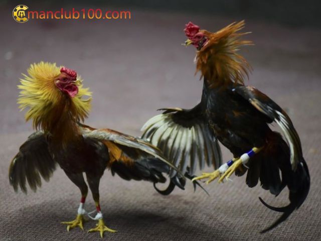 Đặt cược có kiểm soát