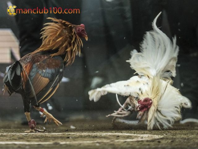 Kèo gà trực tuyến