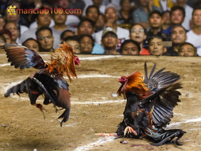 Kèo gà truyền thống