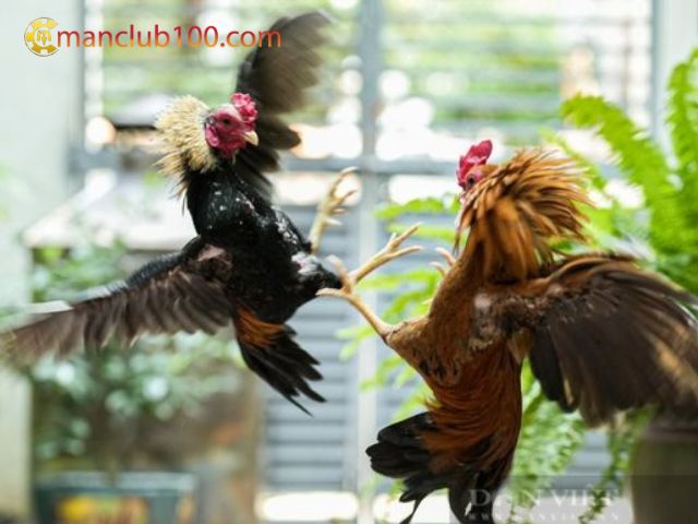 Lịch sử phát triển kèo gà Mỹ