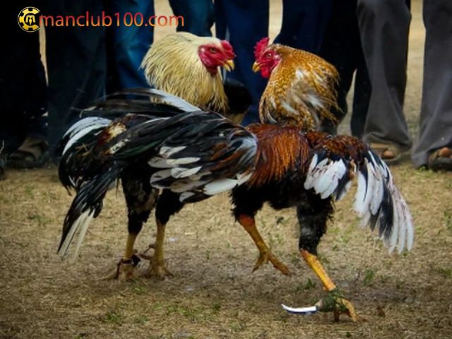 Nghiên cứu kỹ về các chiến kê